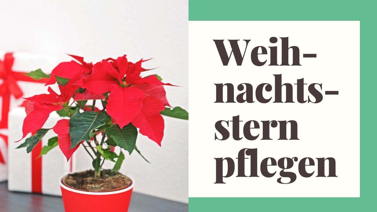 Weihnachtsstern Pflege