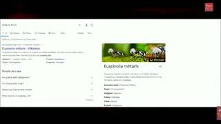 Amazing Fact About Panda Ant