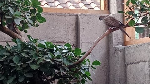 Minggu pagi kita bersama keluarga perkutut di aviary
