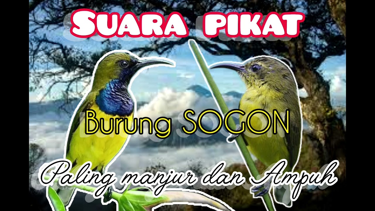 SUARA BURUNG SOGON COCOK UNTUK PIKAT DAN PANCINGAN, LANGSUNG NYAHUT‼️ #sogon #pancingan #kicaumania 