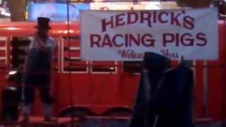 Hedrick's Racing Pigs