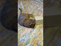 Belle gets the string out the tissue box