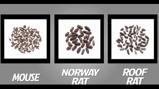 Identifier Une Infestation De Souris Et Rats | Tomcat | Scotts Miracle-Gro  Canada - Youtube