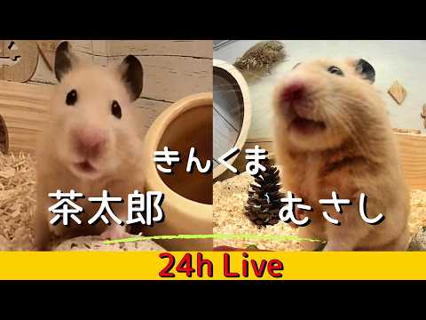 【LIVE】キンクマハムスター 茶太郎  又は むさし ライブカメラ生配信 kink bear hamster Chataro or Musashi 24 hours live streaming