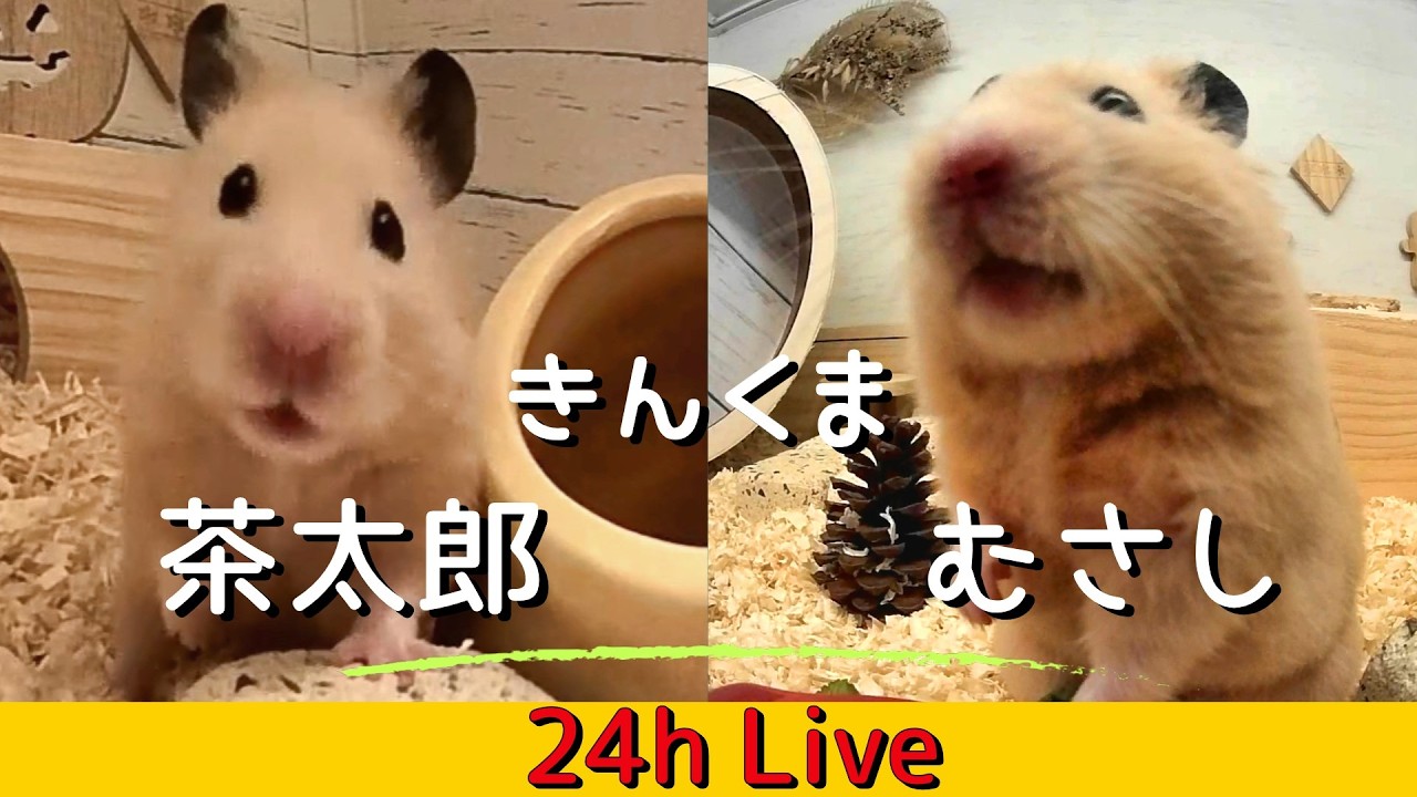 - HeartVod