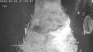 Bird nesting in Finland 2026-05-02 21:00