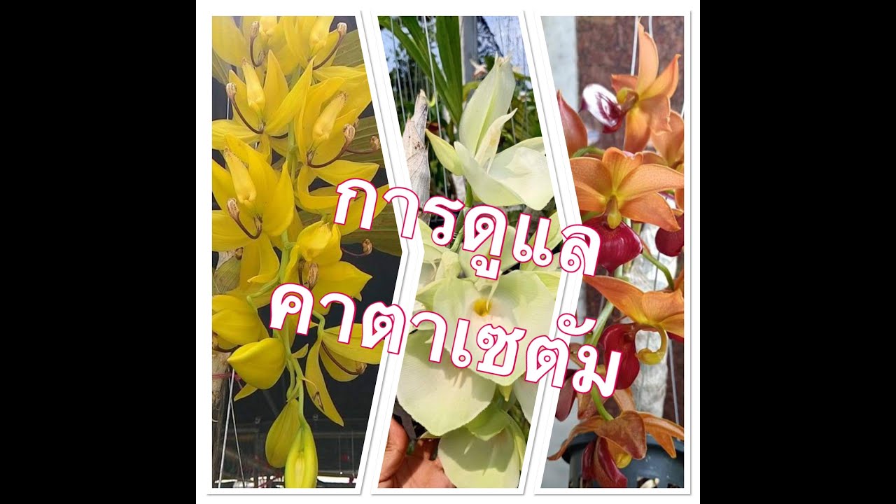 Ep6. การแบ่งปลูกกล้วยไม้ตระกูลคาตาเซตัม