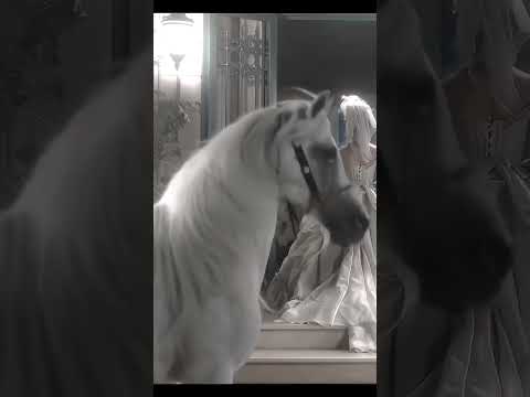 يا اميرة هالحلوين اليسا بيسان اسماعيل امجد الجمعة فؤاد جنيد محمود ماهر مس دعاء الشامي ترند