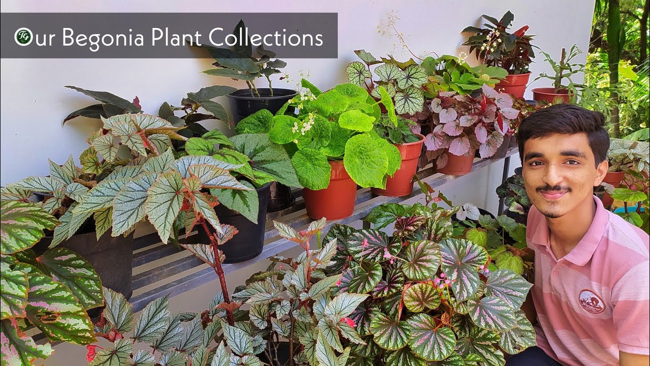 Our Begonia Plant Collection | Online begonia plants updates after 5 months