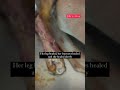 Saved a dog with five fractures