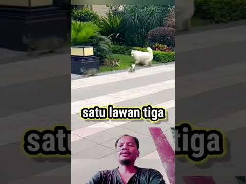 video Viral satu lawan tiga#shorts