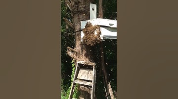 Honeybee Swarm Move In Video 2 of 2