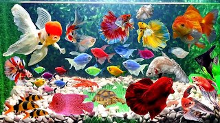 catch colorful fish in tiny lake, betta fish, goldfish, cute fish, turtles, glowfish, Fish Videos 8