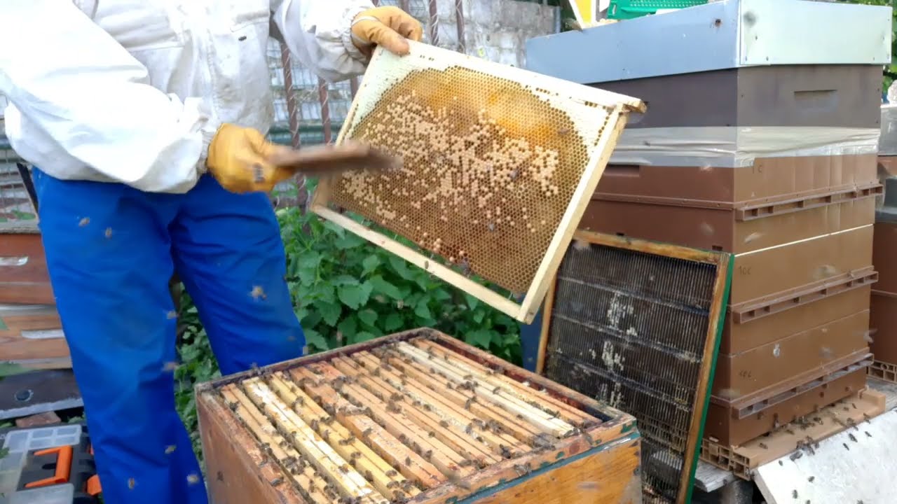 خلية قوية بعاسلتين:( توسيع عش الحضنة / مكافحة التطريد/ إضافة شمع أساس/التأكد من عدم وجود بيوت ملكية)