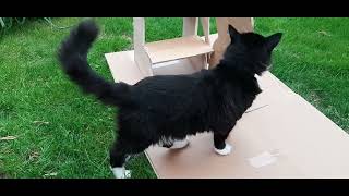 The making of the catflap steps for Mr. Darcy by Cat Diary - just sharing days of being a cat 1,874 views 2 weeks ago 3 minutes, 44 seconds