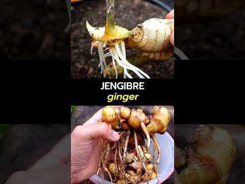 Vídeo: Gingebre cultivat en contenidor - Com cultivar gingebre en una olla