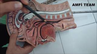 Baş ve Boyun Bölgesi Anatomisi