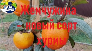 Жемчужина - новый перспективный сорт хурмы.