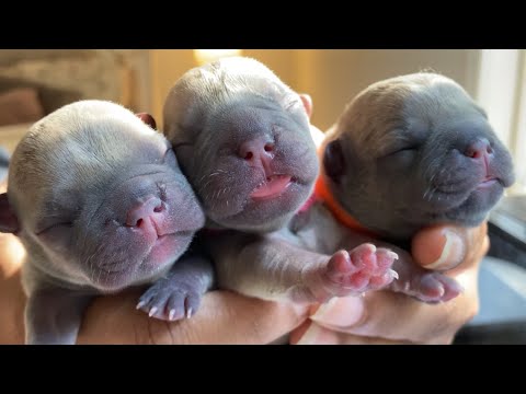 How I'm dealing with three litters and a pup with a deformity | Twelve Titans Cane Corso