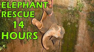 Elephant rescued from deep well in a 14hour operation in India