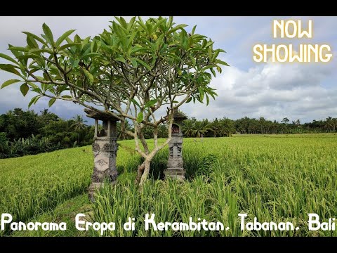 Panorama keindahan persawahan di Kerambitan, Tabanan, Bali