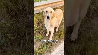 Saving a dog that was abandoned and hurt love ❤️ #animals #shortsvideo #shorts #healing #love