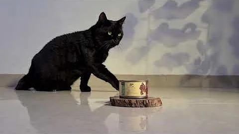 Watch the video about Bruno's Wild Essentials Grain Free Cat food & Loki (The Bombay Cat)