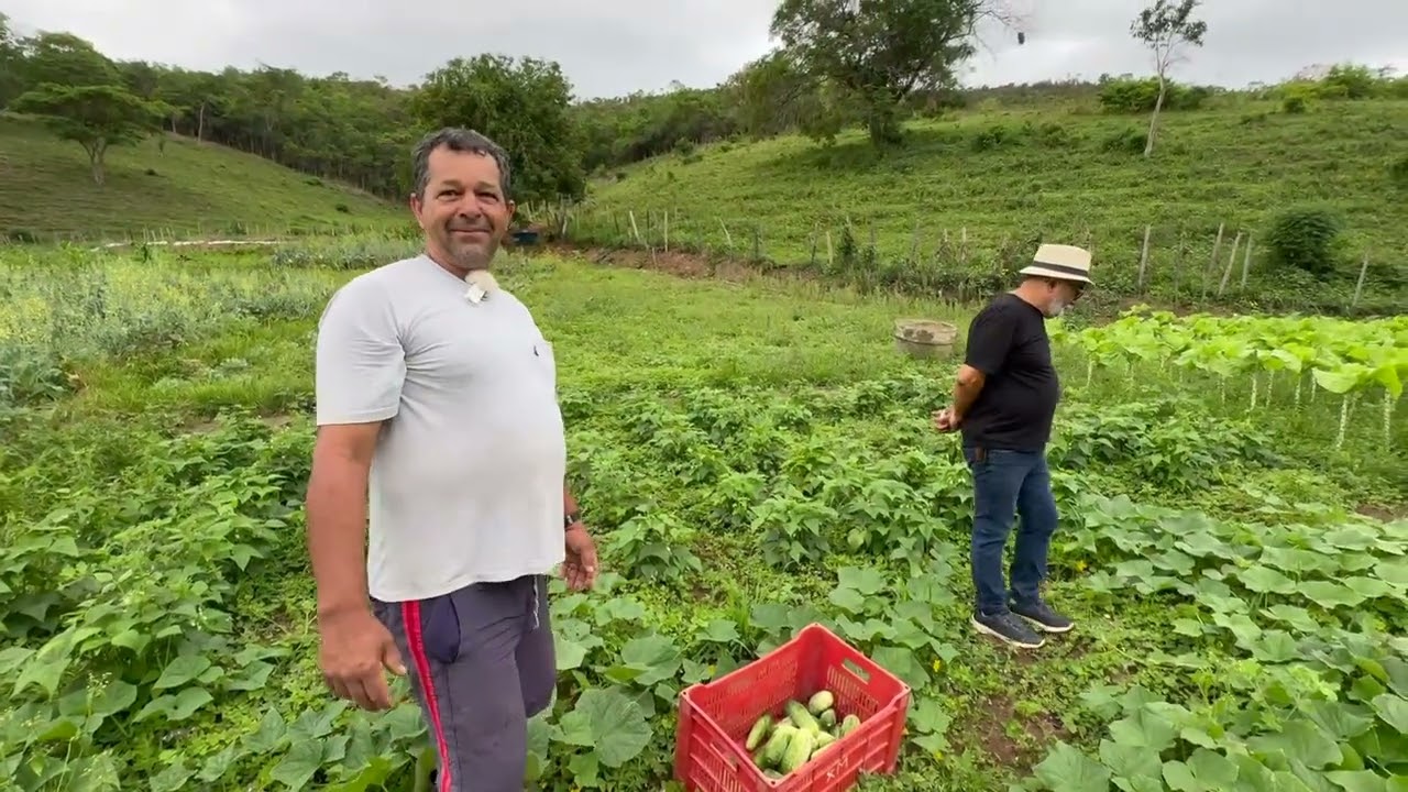 DESDE CRIANÇA NA HORTICULTURA - SÉRGIO - NOVO CRUZEIRO MG