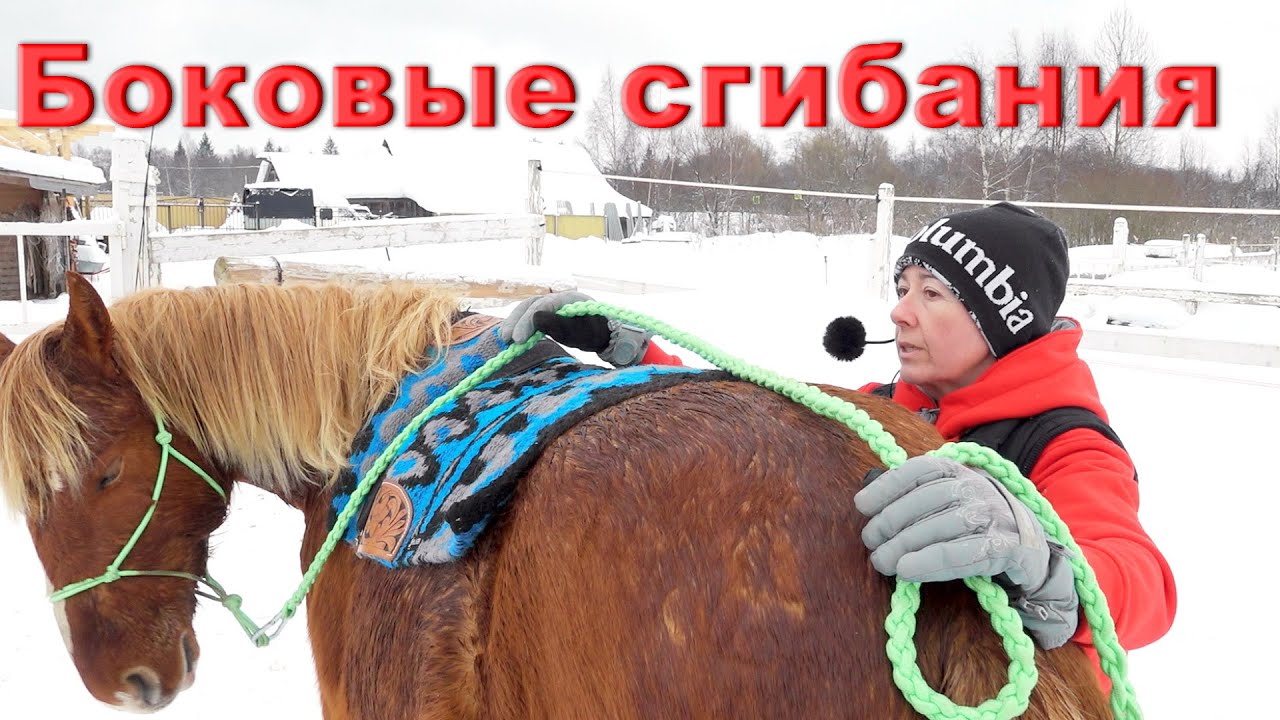 Необходимая работа с лошадью для удобной езды. Боковые сгибания.