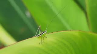 grasshopper nymph 蝻