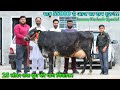 55000 से आज का दाम शुरू!!! 25 लीटर तक दूध वाली गाय बिकाऊ। Jammu Kashmir Special. low price cows Sale
