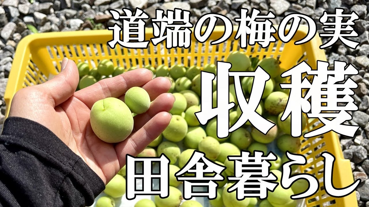 【梅の実収穫と加工3選】道端に生っていた梅の実を収穫し梅味噌、梅ジュース、梅漬け作りをする里山暮らしの日々|村暮らし|移住|料理【標高800m ...