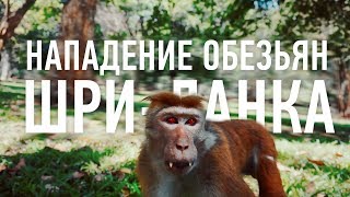 Нападение обезьян. Мото Шри-Ланка. Часть 3