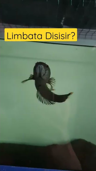 limbata disisir biar GONDRONG?? #shorts #animals #channa #storywa