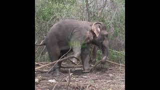 Wild Elephant Captured By Wildlife Officials | 野生動物当局によって捕獲された野生のゾウ | Elephant | Wildlife #Shorts