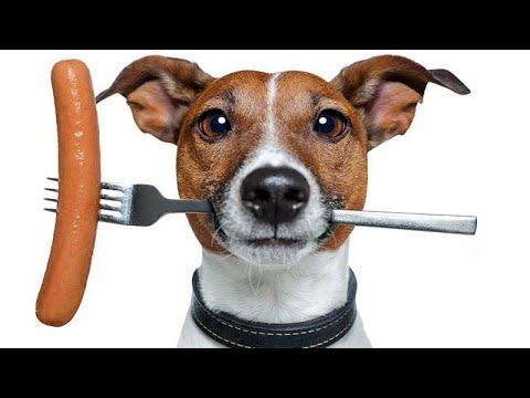 Опасные продукты, которые ваша собака не должна есть !!!