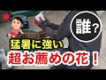 【アンゲロニア】毎年、植えても後悔しません!
