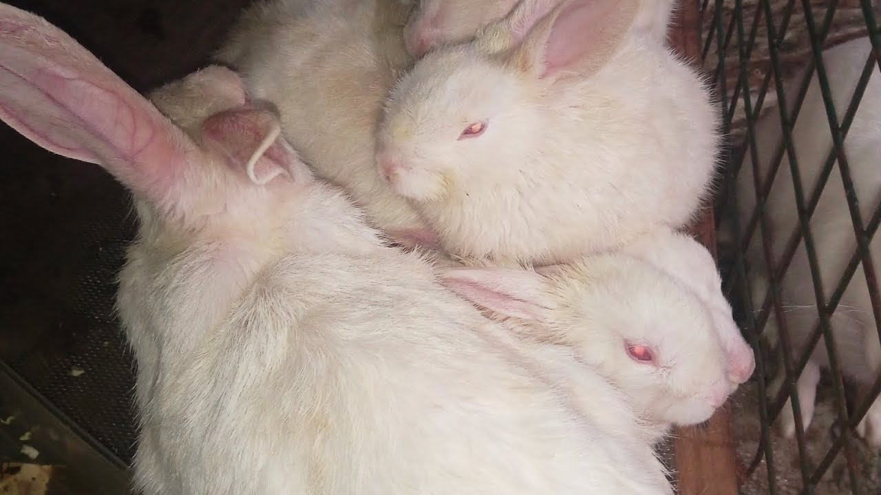 Cute Rabbits Eating | Bonding Rabbits | Bonding Rabbits Mounting ...