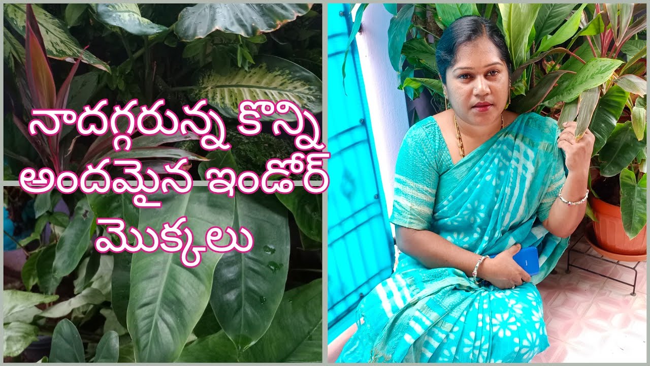 Indoor plants with names Indoor plants telugu Best indoor plants