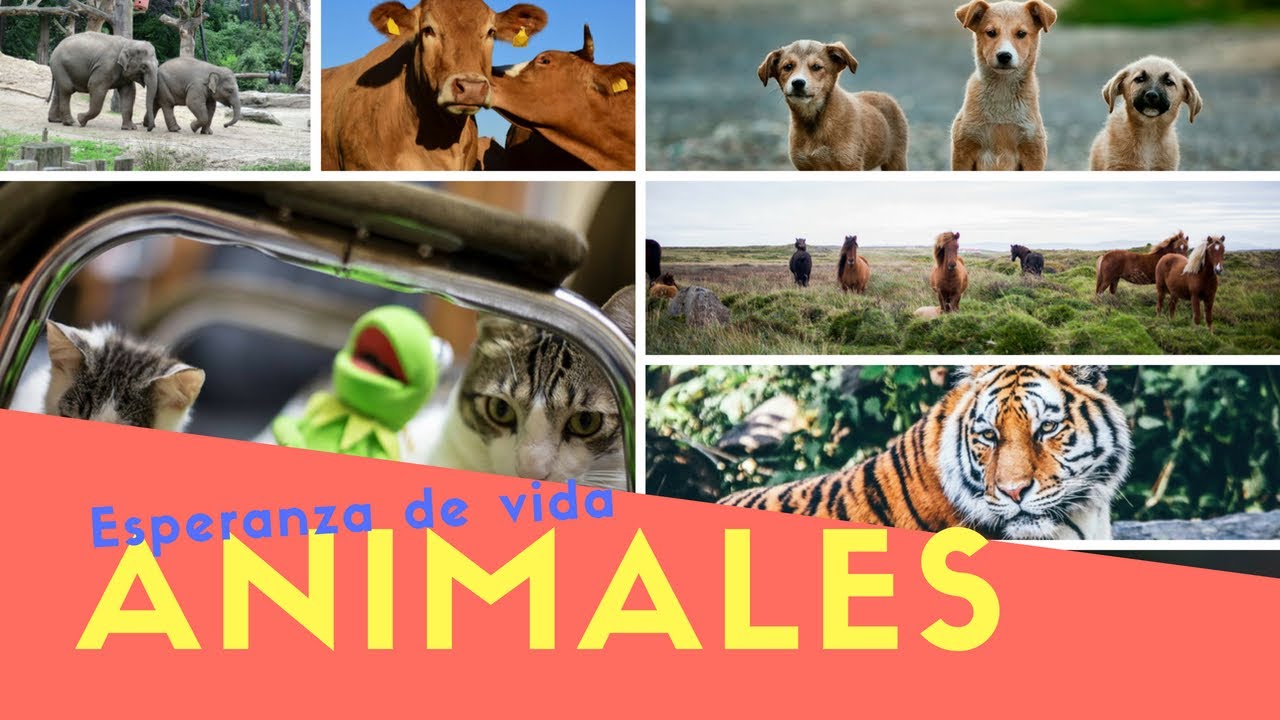 internet explorer for mac ESPERANZA DE VIDA de los ANIMALES 🐼 ¿CUÁNTO TIEMPO VIVEN? 🐞 ¡Ordenados de menos a más años!