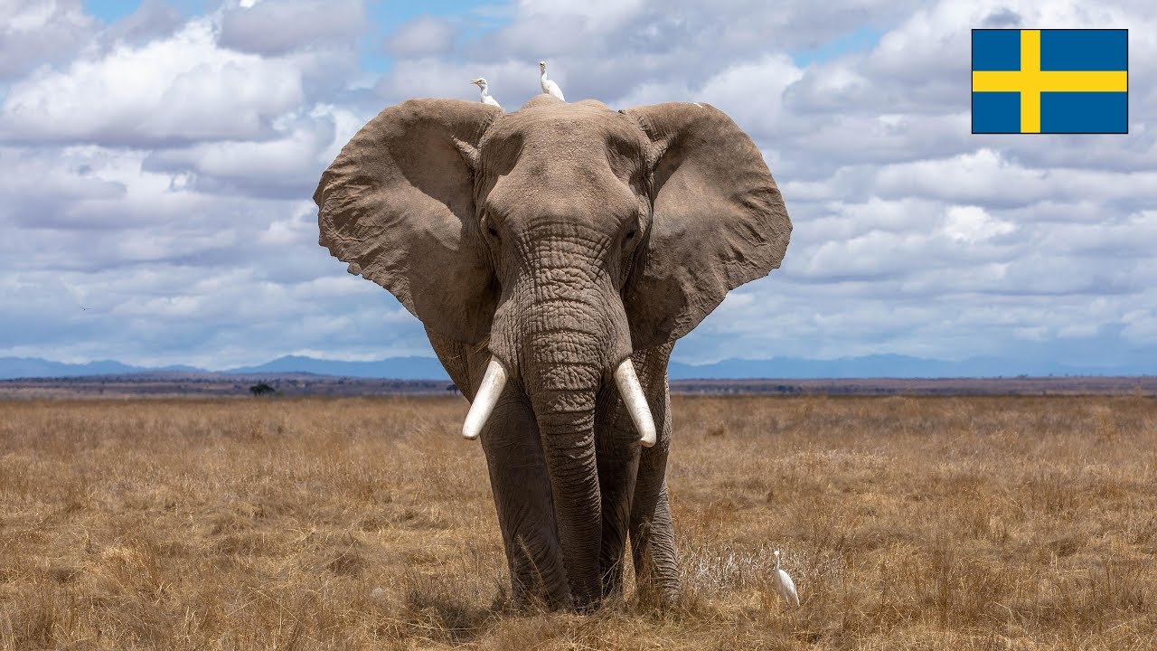 Les noms d'animaux en suédois