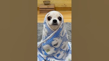 Siren Head Funk 😱#yodajjeom #sirenchallenge #halloween2025