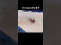 Looks Fun 😂 | #lol #funny #comedy #hilarious #memes #funnyvideo #funnyshorts #funnymemes