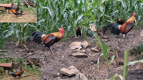 Gà rừng mã vàng đập cánh rất tốt.qaib qus daj ntxuaj ti khav tiag tiag