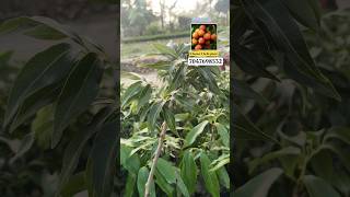 Chaina 3 lichi plant available in Mallick Nursery contact us -7047698532 💬📲