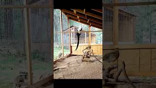 Welcome to the greatest birdshow on earth #birdtrend #pheasants #birdshow #stp #mustsee #birds #100