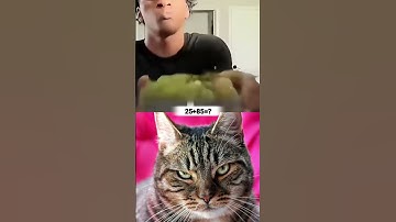 Give this video a title (wrong answers only) #cat #meme #dance