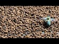 Beekeepers and stingless bee getting bee pollen #honey #beekeeper #beehive #nature #beelove #farm