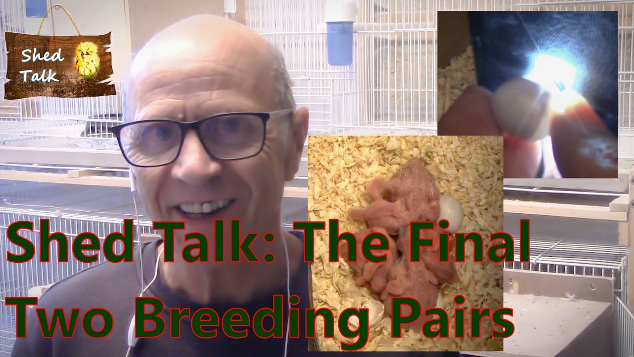 Budgerigar Breeding Success Factors