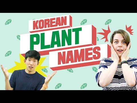 Funny Korean Plant Names &amp;amp; Hidden Meanings